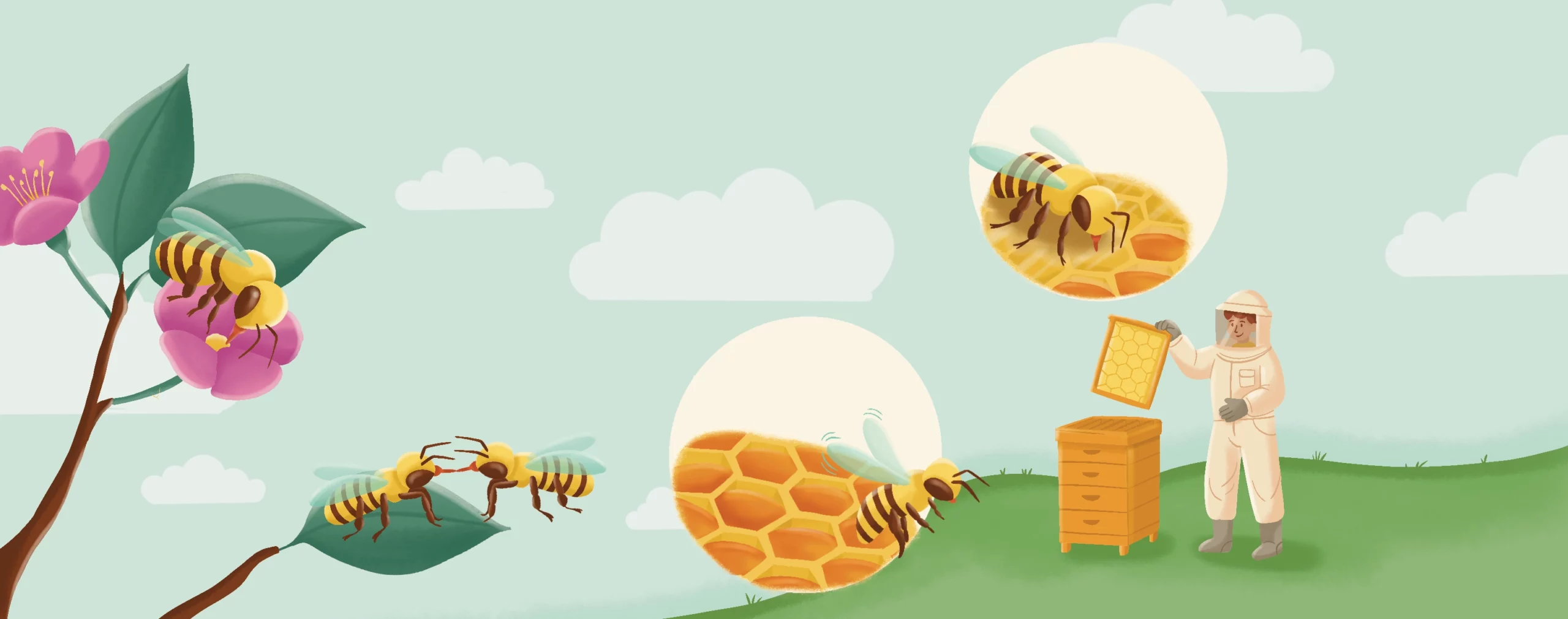 fabriquer le miel croquis